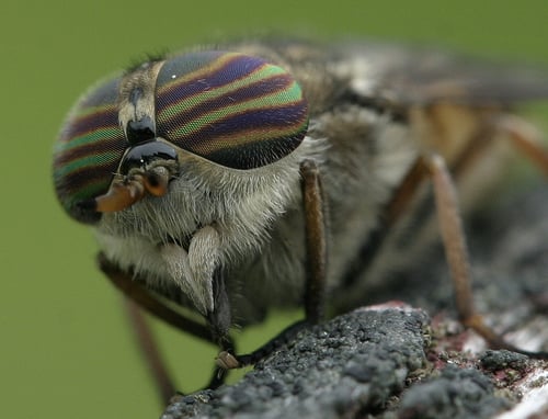 Horse-fly can transmit anthrax
