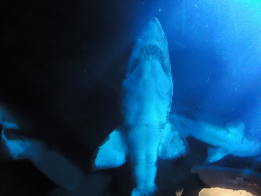 sharks