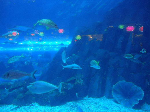 aquatic animals