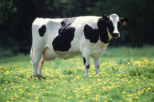 Is this your image of an organic dairy cow? Think again!