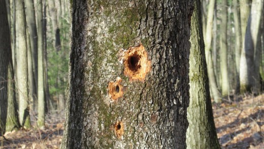 'Roadside cafe'   Holes drilled into the tree as the hunt for food continues.