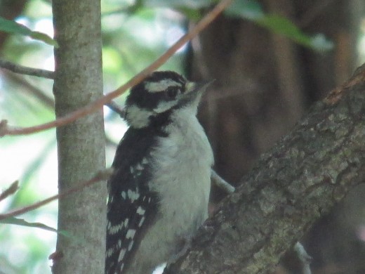 Very young Downy Woodpecker likes this tree!