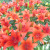 Lilies like well drained soil and a half day of sun. Lilies like well drained soil and a half day of sun.