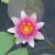 Water lily. Water lily.