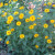 A mock sunflower whose name I forgot. A mock sunflower whose name I forgot.