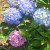 Pink and blue hydrangea on same plant. Pink and blue hydrangea on same plant.