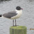 A seagull taking a rest. A seagull taking a rest.