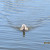 A duck headed in to get some bread. A duck headed in to get some bread.