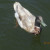 Duck number three. Duck number three.