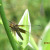 A resting dragonfly. A resting dragonfly.