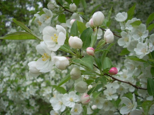Apple Blossoms in Spring.