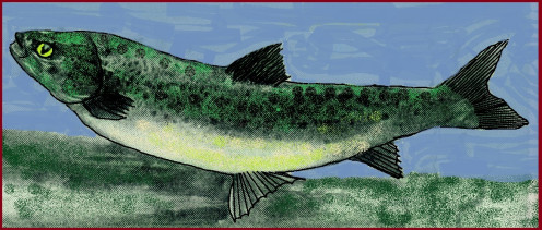 My salmon has cat eyes - I think it makes him a bit wiser!  He is lovingly painted with Photo Paint so should not be taken as a realistic version of an Irish fish.