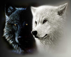 Black Wolf of Mine