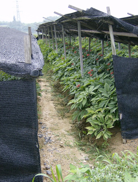 A field of ginseng