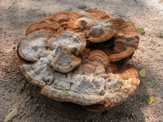 An Asian mushroom