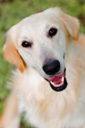 The Co-Evolution of Dog And Man