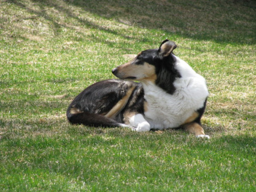 Dogs are uniquely adapted to life amongst humans.