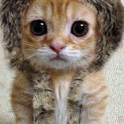 Shoecat profile image
