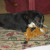 A Much Younger Tipper in Her Glory. This has been her favorite toy for the past 11 years. A Much Younger Tipper in Her Glory. This has been her favorite toy for the past 11 years.