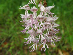 http://s4.hubimg.com/u/8357475_f248.jpg