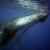 Humpback Whale Humpback Whale