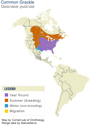 Range Map of the Common Grackle provided by NatureServe