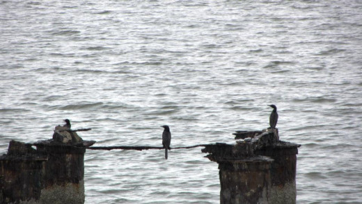Cormorant's perched on a trunk overlooking the Gobind Sagar Lake 