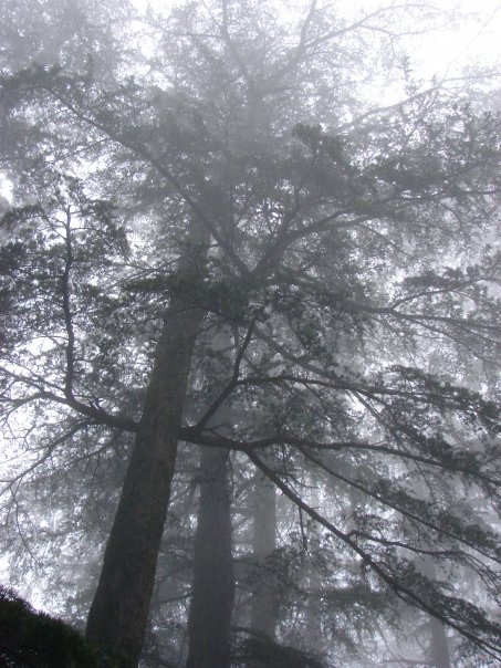 The mist and the pine trees