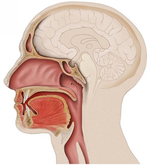 Swallowing medication is the most common way for them to get into the body.