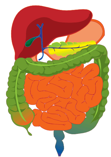 Medications make a long journey around the body before finally being prepared by the liver and elimanated by the kidneys.