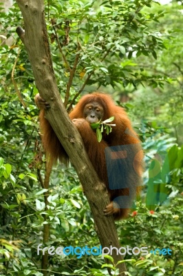 Orange Juice the Orangutan (aka mother).