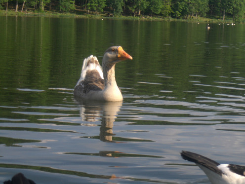 The Head Quacker at one of the Regional Water Reservoirs at a Park with a 256 acre lake in Maryland