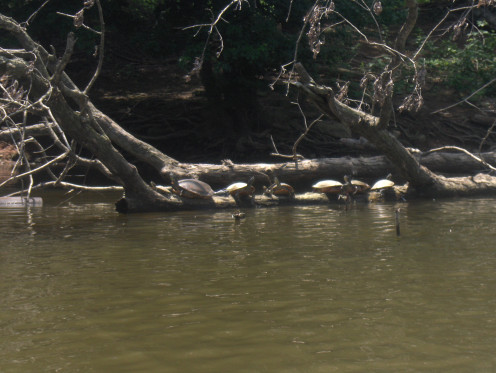 Turtles sunning on a downed tree