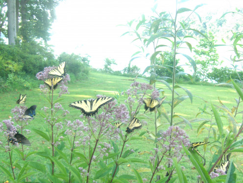 Wonderful Butterflies 