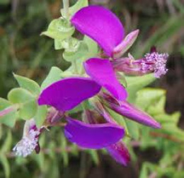 Polygala irregularis Polygala irregularis