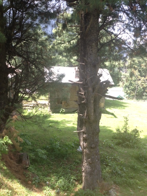Trees through the trekking route, Pahalgam.