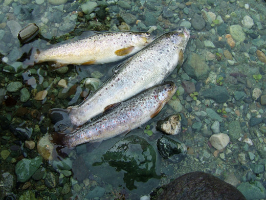 Trout fishing in the lidder valley.