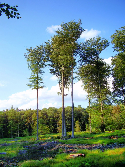 The Sonian Forest