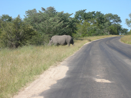 A rhino in the Kruger National Park, South Africa