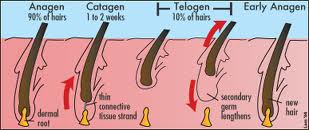Hair grows in different stages.