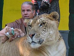 Liger Hercules with trainer 