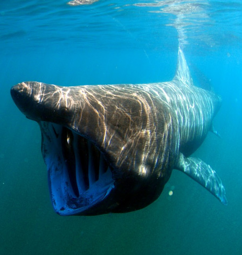 Phagophobia is the fear of being eaten.