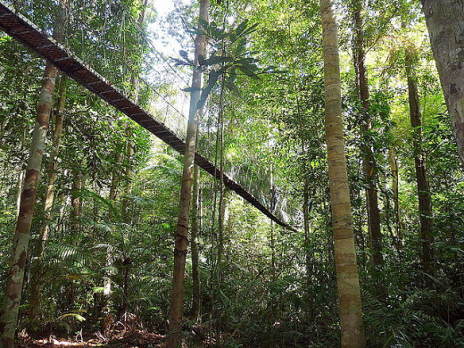 Taman Negara / National Park, Peninsular Malaysia
