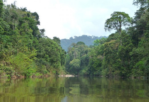 Endau-Rompin National Park, Peninsular Malaysia