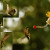 Composite image of various defensive and evasive moves by a female ruby-throated hummingbird (Archilochus colubris) at a man-made feeder near Rossville, Tennessee. Composite image of various defensive and evasive moves by a female ruby-throated hummingbird (Archilochus colubris) at a man-made feeder near Rossville, Tennessee.