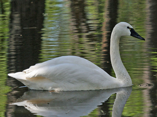 Whistling swan