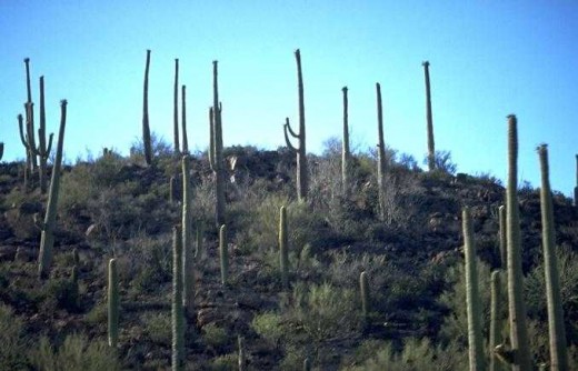 Desert Hillside