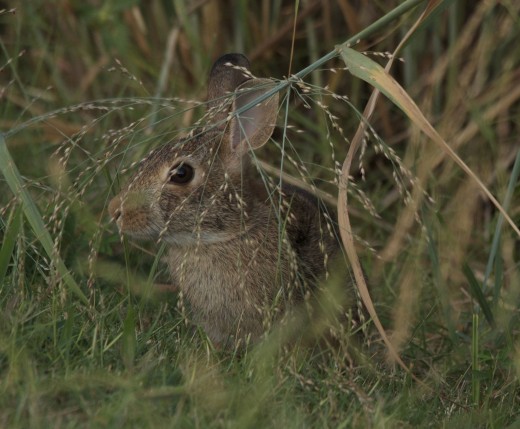 "Veiled" Marsh Rabbit