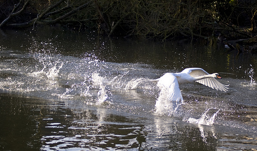 Swan flying up