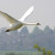 Swan flying high